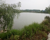 臨近端午，總經(jīng)理劉月琴組織人員農(nóng)莊采摘。